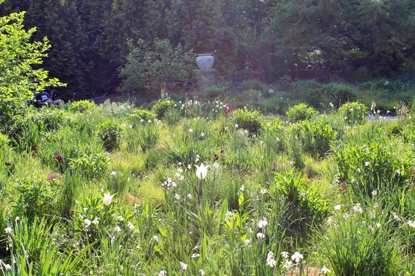 A meadow garden with a variety of different mostly white and a few deep red spring blooms growing in clumps in bright sunlight. The background is trees in shade with a cement urn set on a square stone column.