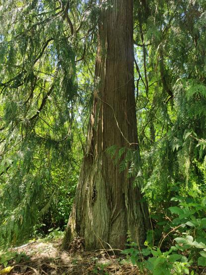 A fine example of a cedar tree. Just being the best cedar tree it knows how to be. Good job, cedar tree.