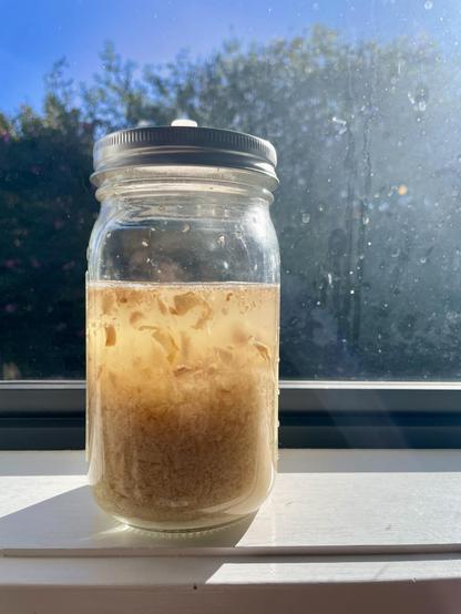 A mason jar with shredded ginger and water about 3/4  full. A golden brown colour. Some bubbles on the top layer. Sat on a white window sill with a dusty window. Winter sun streaming in. Blue skies and a hedge visible outside.