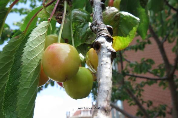 Photo of treespecies Prunus avium : Category is vruchtjong