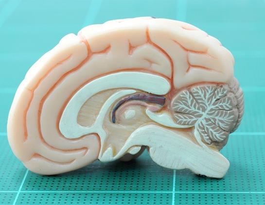 Molecular psychiatrist redefines the genetic basis of neurodevelopmental conditions