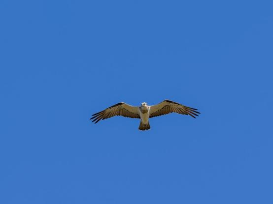 An Osprey in flight, wings spread wide, almost directly above the photographer in a clear blue sky