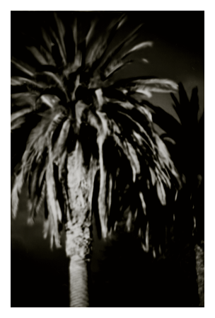 monochrome. night. a tall, mature palm tree is lit by headlights.