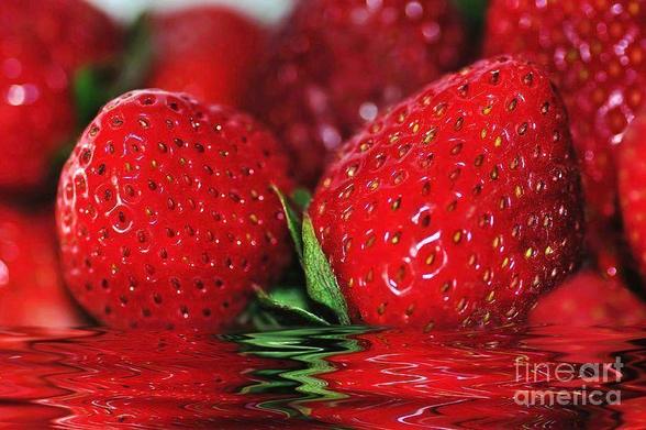 **ACHIEVED SHARED 1ST PLACE IN FAA CONTEST - "Photographic Image in Red" August 2020
**ACHIEVED SHARED 2ND/3RD PLACE IN FAA CONTEST - "Pleasure" January 2017

Photograph of beautiful rich red strawberries reflecting on water, with a touch of digital art. So bright and colorful, this image would brighten up any kitchen or restaurant.

By Kaye Menner Photography.
https://kaye-menner.pixels.com/featured/strawberries-afloat-by-kaye-menner-kaye-menner.html

THE FINE ART AMERICA LOGO WILL NOT APPEAR ON PURCHASED PRINTS OR PRODUCTS.