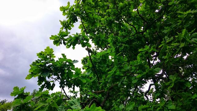 A low-angle shot looks up into the dense, bright green canopy of an oak tree against a partly cloudy sky. The leaves are lobed and a vibrant green, densely packed on the dark brown branches that crisscross the view. Some branches are thicker and more prominent in the foreground, while others disappear into the mass of foliage. A green parakeet is hidden between the leaves in the middle of the frame. The sky visible through the leaves is a mix of light grey and darker, overcast patches.