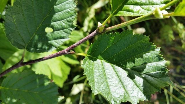 blad-leaf-blatt-feuille-hoja