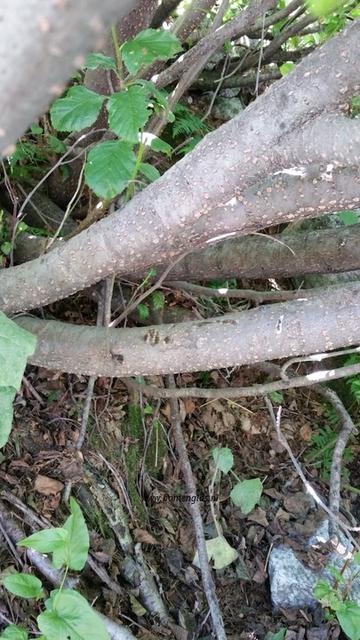 bast-bark-rinde-ecorse-corteza