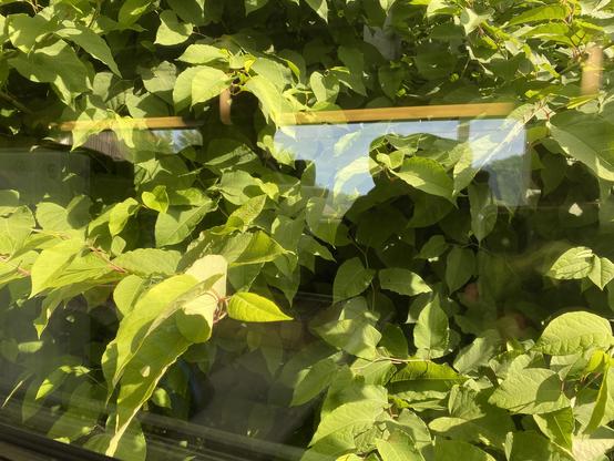 Large green leaved shrub encroaching onto rail line as viewed from a train.
