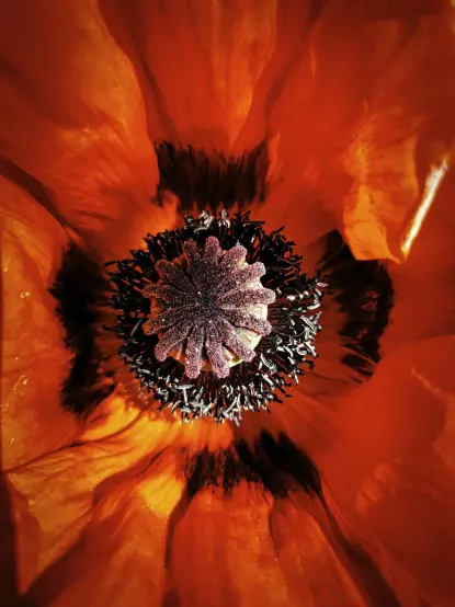 Nahansicht und Draufsicht auf eine rote Mohnblüte, mittig der charakteristische Blütenstempel