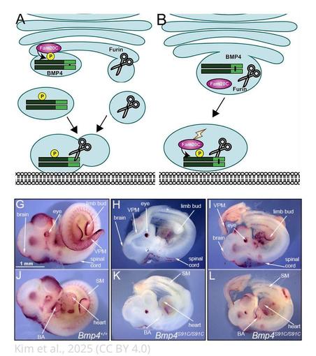 illustration of proposed mechanisms above images of mouse embryos