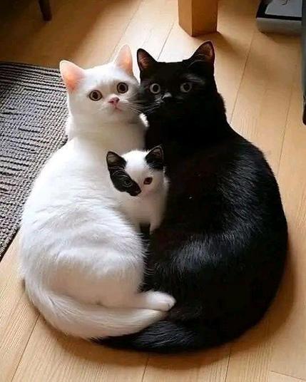 ALT

La imagen muestra a tres gatos sentados juntos en un suelo de madera clara. A la izquierda, hay un gato blanco con ojos grandes y expresivos, que parece estar mirando directamente a la cámara. En el centro, un gato pequeño con manchas negras en la cabeza y un cuerpo blanco se encuentra entre los dos gatos más grandes. A la derecha, un gato negro con ojos brillantes también mira hacia la cámara. Los tres gatos están acurrucados, creando una imagen de calidez y unión. El fondo incluye una parte de un alfombra gris y una parte de una pieza de mueble, lo que sugiere un entorno interior.