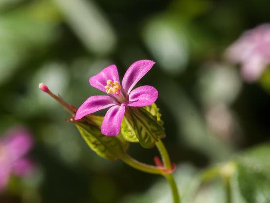 A close up of the pink flower head of Herb Robert, with an out of focus background with dappled light. he flower is looking up and left to the sun.