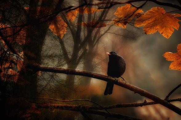 A blackbird perches on a branch amid a misty forest backdrop, surrounded by warm, autumnal leaves. Soft light filters through the trees, creating a serene and atmospheric scene.