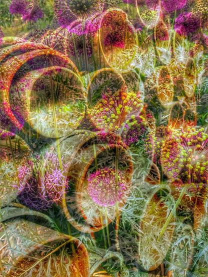 A stack of terracotta pots superimposed with an image of a border of Allium christophii (Star of Persia)