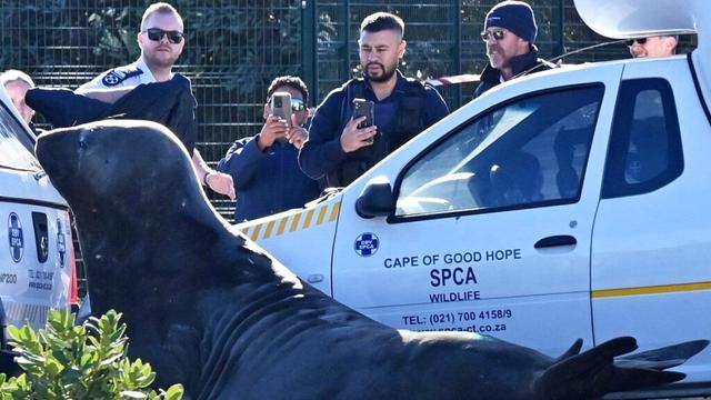 'How did you get here?' A large elephant seal is found lumbering along a South African street