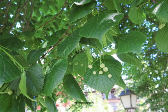 Photo of treespecies Tilia x vulgaris : Category is foliage