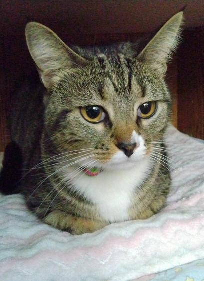 Pax, our little tabby cat with white markings, is lying with her legs tucked under her, on a soft, pink and white blanket.  She is inside a tiny nook in a bookcase/entertainment center.  Her amber-colored eyes are huge.  Her long white whiskers flow gracefully down from her face.