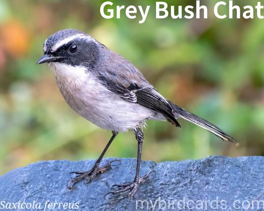 🌏 Grey bush chat (Saxicola ferreus)

The grey bush chat is a small passerine. Males are predominantly dark grey to black with a prominent white supercilium and white underparts. Females are browner with a buffy supercilium and rufous rump/tail. It is distributed across the Himalayas (from Pakistan to Myanmar), southern China, Taiwan, and mainland Southeast Asia. They inhabit subtropical/tropical moist lowland and montane forests, scrublands, and open areas. Grey bush chats are insectivorous, typically perching on low branches or shrubs and sallying out to catch insects in mid-air or on the ground. 

Conservation status: Least Concern (IUCN 3.1)

📷: Photo by balouriarajesh via Pixabay https://pixabay.com/photos/white-bellied-bush-chat-bird-animal-7510623/

QVQC