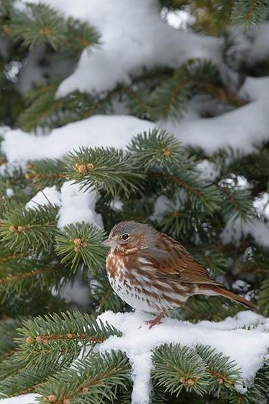 The head of the bird is just below and in the middle of the photo.
There is some snow in the tree and some branches showing.
The bird is facing to the left.