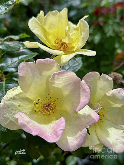 Pale Yellow Pink Tipped Roses