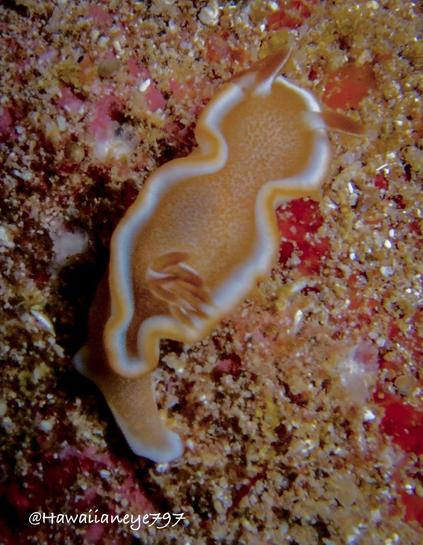 A pinky-sized caramel-colored sea slug crawling over a reef. It was white trim bordering its body.