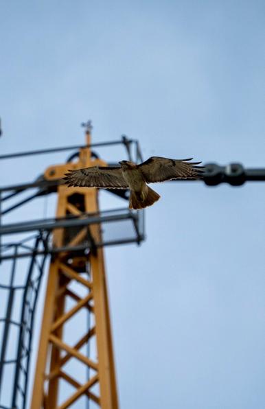 Red-Taiked Hawk flys over head