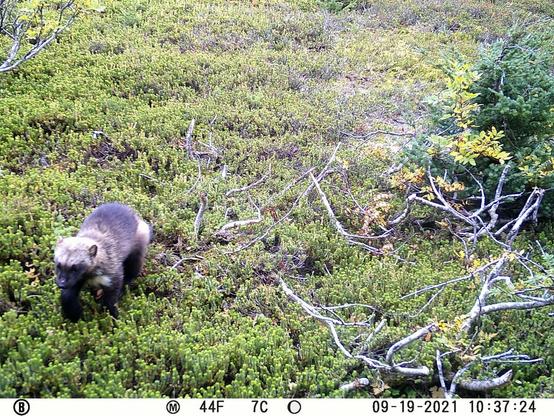 Description Provided by @NationalZoo: 
A wolverine walking through a green forest undergrowth with scattered branches.