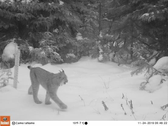 Description Provided by @NationalZoo: 
A Canada lynx walks on top of the snow in a pine forest.