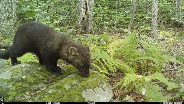 Description Provided by @NationalZoo: 
A fisher sniffer a mossy rock in a forest.