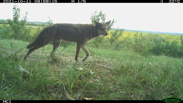 Description Provided by @NationalZoo: 
A red wolf walks through a clearing in a forest. The wolf has a tracking collar around its neck.