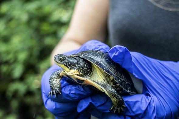 Azure Generated Description:
a turtle on a person's lap (57.48% confidence)