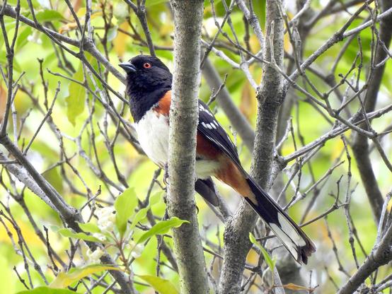 A bird perches on a branch in a tranquil woodland setting, blending harmoniously with the natural surroundings.