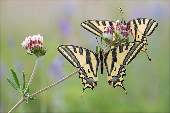 zwei sich gegenübersitzende gelbe Falter mit schwarzer Streifenzeichnung, geöffneten Flügeln, davon der vordere im Schärfebereich, im Hintergrund grüne, unscharfe Vegetation mit einigen lila Blüten