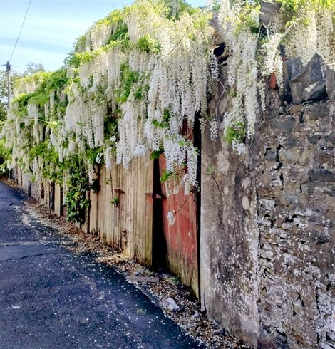 An image showing one side of a back lane shared by two rows of terraced houses in Penylan, Cardiff. The lane is tarmacked patchily. The old wall running alongside it and closet to the right is partly made of grey-brown stone, mortar and concrete. Contiguous with that is a run of old wooden doors, weathered and broken, the one closest to the right is faded red. Hiding the top of the wall and doors along the length of the lane is a white wisteria with lime green foliage and pendulous flower clusters. A small piece of blue sky is visible upper left.