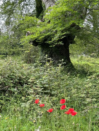 Un imponente árbol, posiblemente un haya, con un tronco grueso y retorcido, parcialmente cubierto de musgo, se alza en un bosque exuberante. Sus ramas, densamente cubiertas de hojas verdes, se extienden por encima de un sotobosque de vegetación baja.  Entre la maleza verde, varias amapolas rojas vibrantes añaden un toque de color intenso al paisaje. La escena evoca una sensación de paz y la belleza natural de un entorno boscoso.