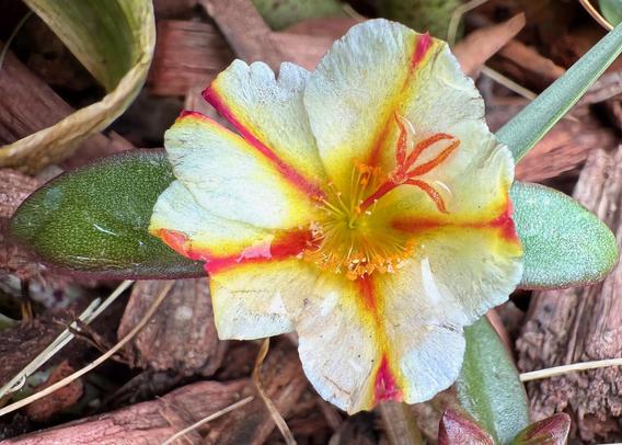 Portulaca flower - white and yellow and orange with a bright red-orange stamen