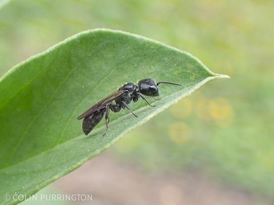Small, shiny black wasp with a squarish head and diffusely covered with very short white hairs. It's resting on a leaf.