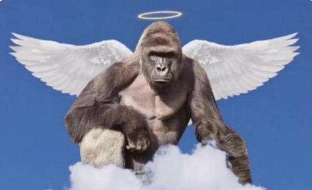 Harambe as the angel he always was