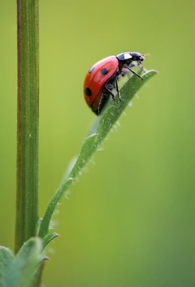 Marienkäfer auf einer Pflanze