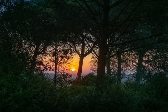 looking out through pine trees at the sun rising in the distance from the top of a wooded overlook