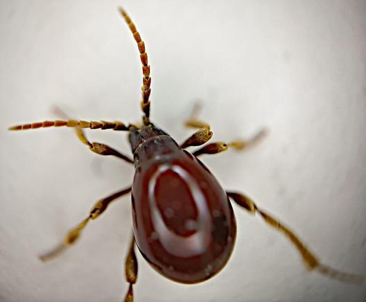 makroaufnahme eines sehr kleinen käfers mit weinrot glänzendem apfelkernförmigen körper und gelb- bis dunkelbraunen beinen und fühlern. die fühler sind aus 10 bis 12 schachtelhalmartig ineinander steckenden segmenten aufgebaut. wie bei makrofotos ohne fokusstacking üblich, ist nur eine bestimmte dünne ebene scharf abgebildet, hier die fühler, der übergang vom kopf zum restlichen körper und teile der beine in höhe der knie. zu den füßen hin werden die beine schnell sehr unscharf, auf dem rücken hingegen, der etwas zu nah an uns dran ist, geht es eigentlich noch, man kann da die reflektion des ringlichtes auf dem glänzend glatten hinterleib spiegeln sehen.