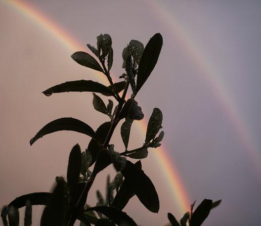A silhouette of an olive branch is in the foreground. Water droplets cling to its dark leaves. Behind the plant, a vibrant double rainbow arcs across the sky, the colours distinct against the muted tones of the sky. The overall impression is one of nature's beauty after a rain shower.