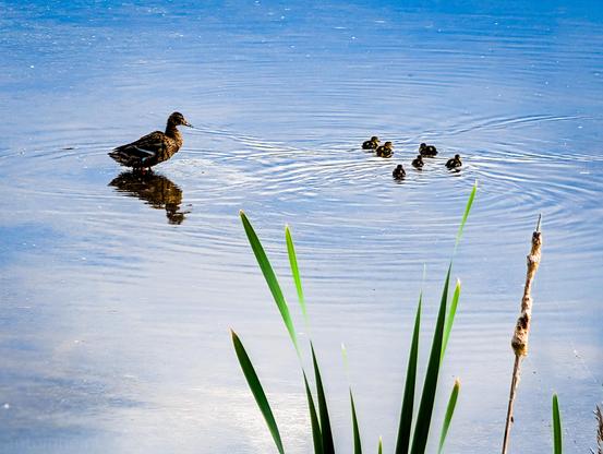 In the center-left, a brown duck hen stands in very shallow water. To its right, a cluster of six small ducklings swim. 

Gentle ripples spread across the water's surface. The water itself is a muted blue, reflecting the sky and appearing tranquil with minimal disturbances. 

In the foreground, out of focus, are several green reeds extending upwards from the bottom of the frame, adding a natural border to the scene.
