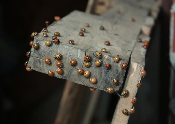 photo of a bunnch of ladybugs oon a board.