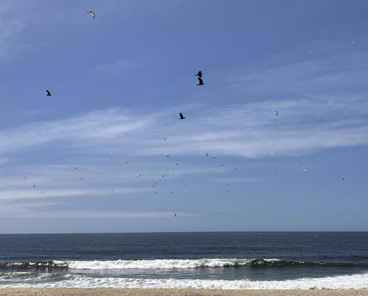 Lot of birds soaring over the ocean right next to the shore at Half Moon Bay State Beach. The waves are very gentle. There are a few streak of white clouds in the blue sky, and the ocean is a dark blue.