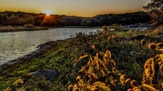 Beneath a cloudless sky of pale blue, we are standing near the shore of a lake. A low wooded ridge rises above the far shore. The sun is setting behind it, casting a golden glow along the horizon. On the near shore, a small rocky hill rises to our right. A tree grows right at the top. There are some leafy shrubs and grass growing along the flanks, but mostly a low ground cover plant with tiny leaves that when seen from a distance resembles grass. This ground cover runs tight up to the rocky near shore of the lake and is covered with tiny white flowers. In the foreground, a leafy plant whose leaves are beginning to turn golden brown is throwing out several spherical clusters of tiny flowers at the tip of each branch.