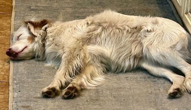 MiniAussie sound asleep on a blue rug. She is mostly white with brown coloring across her body and on her ear.