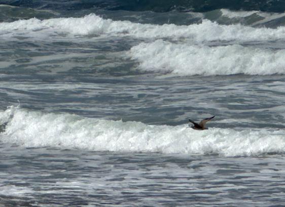 Flood current: Waves approaching the shore fill the photo. In the foreground are three lines of waves already crested and frothy white in contrast to the darker blue of the flat water. In the background we can see that the ocean is turbulent; one wave is beginning to crest, with another behind it in successively darker shades of blue. A small shore bird is caught at the right edge of the photo flying across the frame towards the left. Ocean Beach SF, May 2025
