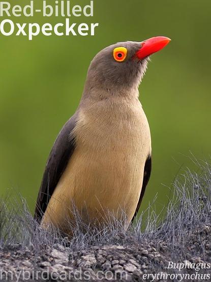 🌍 Red-billed oxpecker (Buphagus erythrorynchus)  

The red-billed oxpecker is a medium-sized passerine bird with olive-brown plumage, a bright red bill, and striking red eyes often encircled by yellow skin. It is distributed across the open savannas of sub-Saharan Africa, where it maintains a close relationship with large wild and domesticated mammals. They feed by climbing over these hosts, primarily consuming ticks, dead skin, and blood from wounds. Highly social, they form chattering flocks, roosting together at night and dispersing during the day to find hosts, often acting as an alarm system against predators.

Conservation status: Least Concern (IUCN 3.1)

📷: Photo by butti_s via Pixabay https://pixabay.com/photos/africa-maggot-hackers-bird-beak-7605285/

BQXH