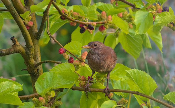 Un merle noire juvénile (ou type femelle) posé sur une branche de mûrier. L'oiseau avec son plumage marron est au milieu des feuilles vertes claires et de nombreuses mures blanches, roses et noires.